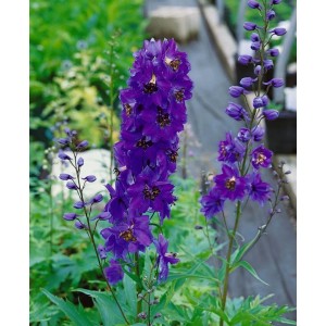 Dunkelvioletter Rittersporn 'Black Knight' im Topf, eine elegante Staude für sonnige Standorte.
