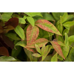 Detailaufnahme des Nandina Domestica Firepower Himmelsbambus mit rot gefärbten Blättern.