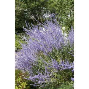 Blauraute 'Little Spire' (Perovskia Atriplicifolia) mit blau-violetten Blüten im Garten.