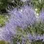 Blauraute 'Little Spire' (Perovskia Atriplicifolia) mit blau-violetten Blüten im Garten.