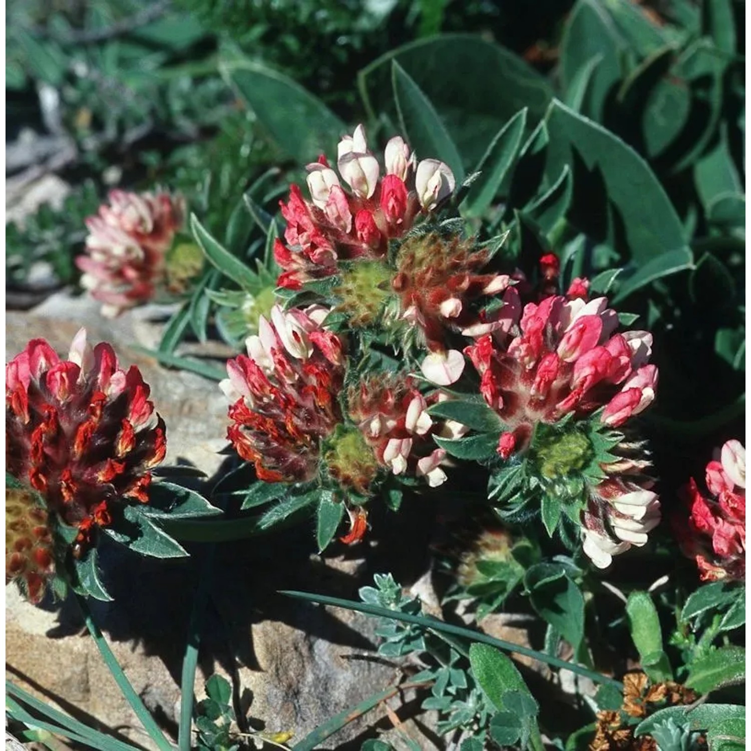 Wundklee Coccinea - Anthyllis vulneraria