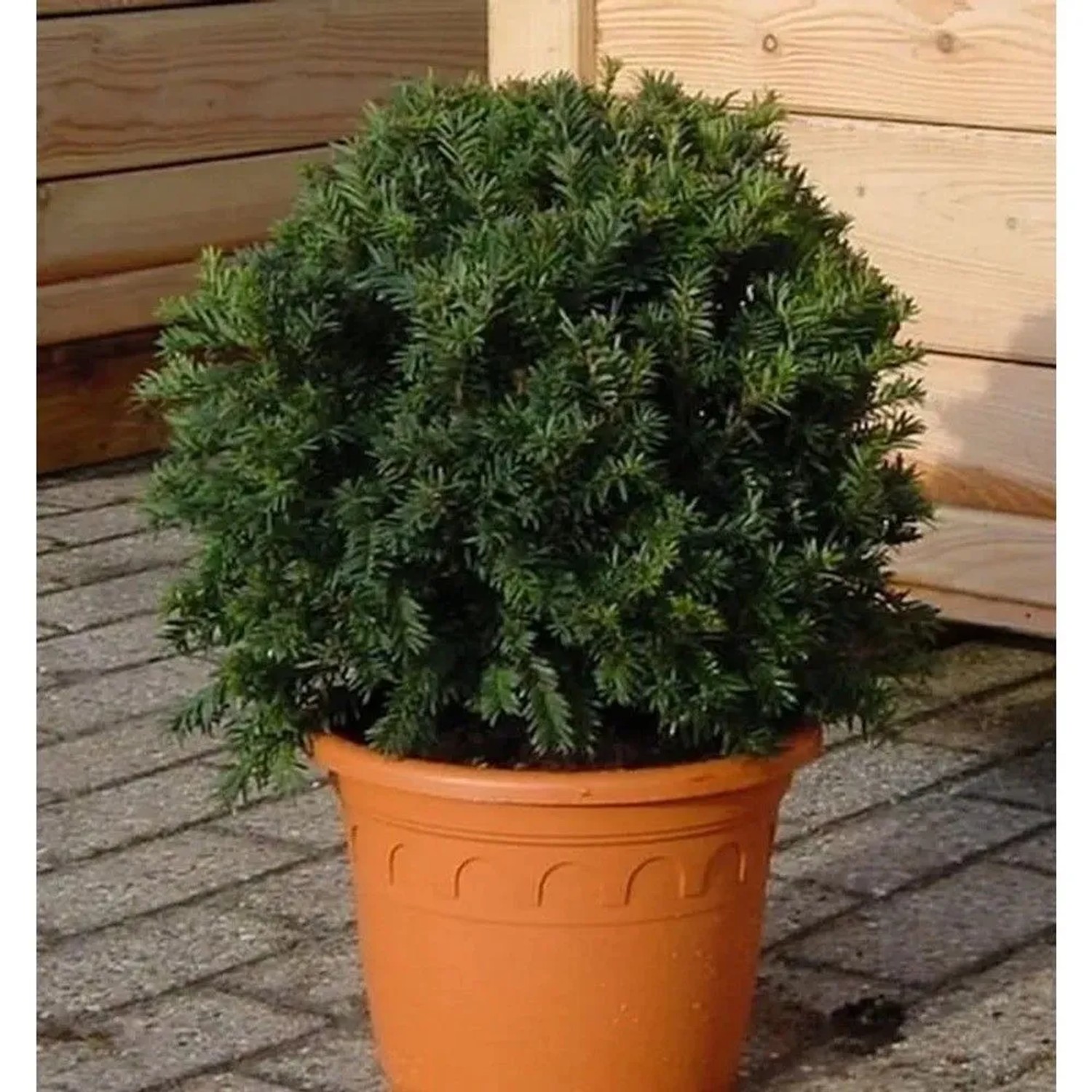 Kugelschnitt Dunkle Straucheibe Schwarzgrün 20-25cm - Taxus baccata