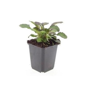 Großblättriger Günsel 'Catlins Giant' im 9cm Topf, ein Set mit 6 Bodendecker Pflanzen.