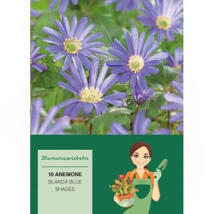 Anemone Blue Shades: Zarte, blaue Windblumen Mischung, ideal für Garten und Steingarten.