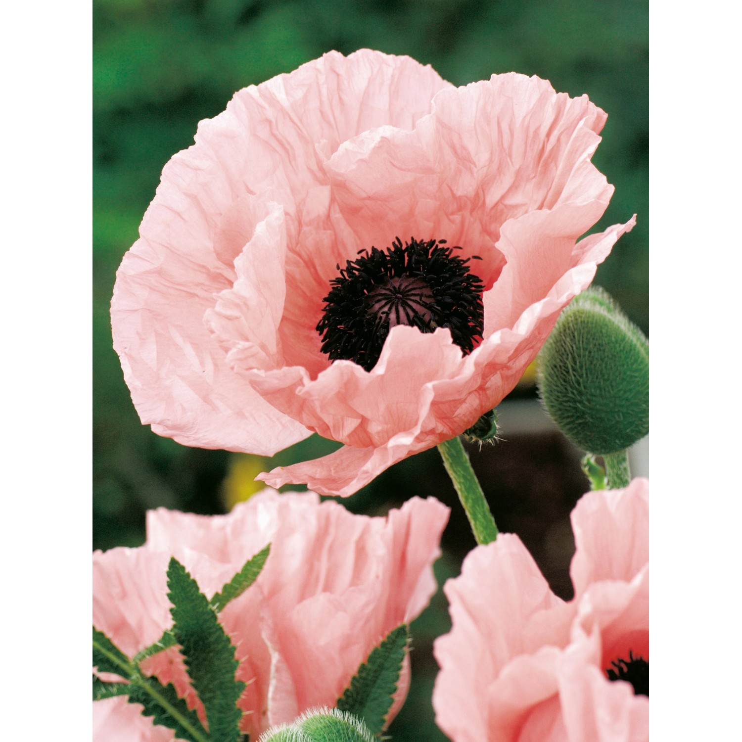 Nahaufnahme einer rosa Orientalischer Mohnblüte 'Helen Elisabeth' von GROW by OBI.