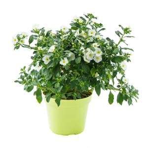 Enzianstrauch Busch mit weißen Blüten im Topf, ca. 50cm hoch. Blühende Kübelpflanze für Balkon und Terrasse.
