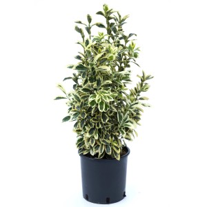 Japanischer Spindelstrauch im Topf, ca. 50-60 cm hoch, Blätter grün-weiß oder grün-gelb panaschiert.