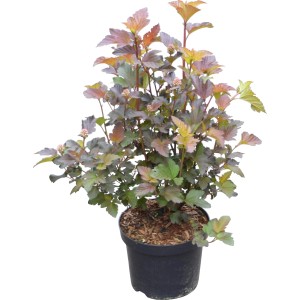 Blasenspiere Lady in Red im Topf, ca. 40-50 cm hoch, mit leuchtend rotem Laub.