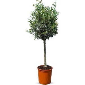 100 cm Olivenbaum (10 Jahre) im Topf. Winterhart bis -18°C, sonniger Standort.