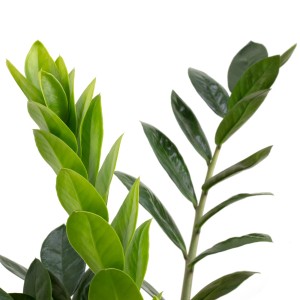 Glücksfeder Zamioculcas im Topf, ca. 50 cm hoch, pflegeleichte Grünpflanze für Büro und Wohnung.