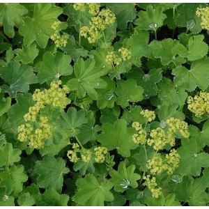 Frauenmantel (Alchemilla epipsila) mit grün-gelben Blüten, eine robuste Staude für den Garten.