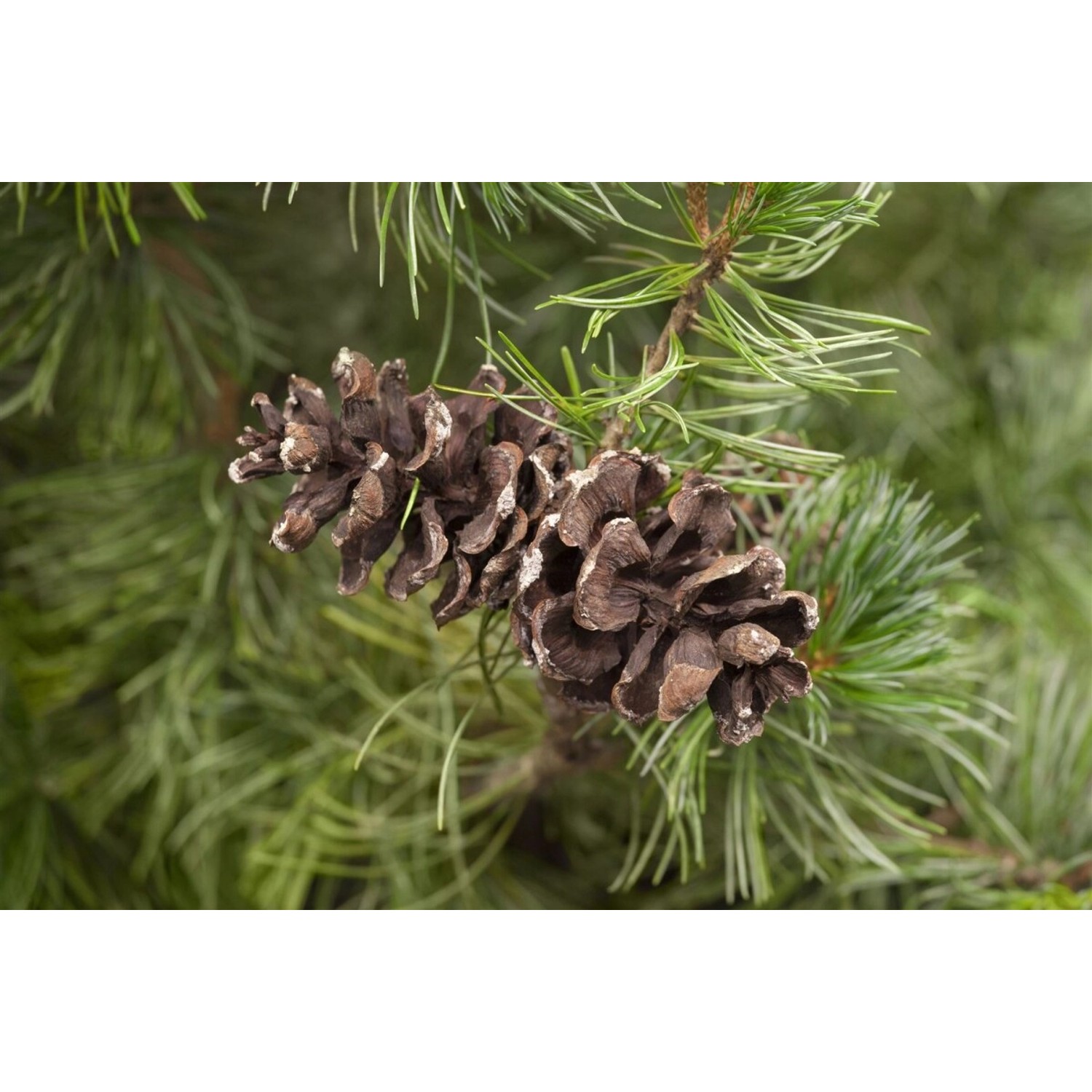Pinus Parviflora Tempelhof Kiefer 25–30 cm günstig online kaufen