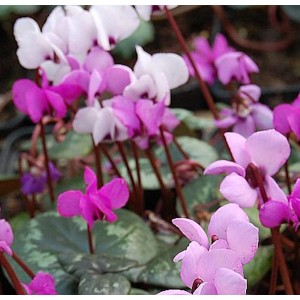 Nahaufnahme von Frühlings-Alpenveilchen (Cyclamen coum) mit rosa und weißen Blüten.