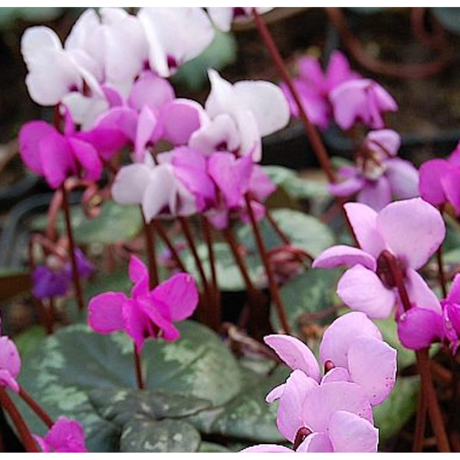 Frühlings Alpenveilchen - Cyclamen coum günstig online kaufen