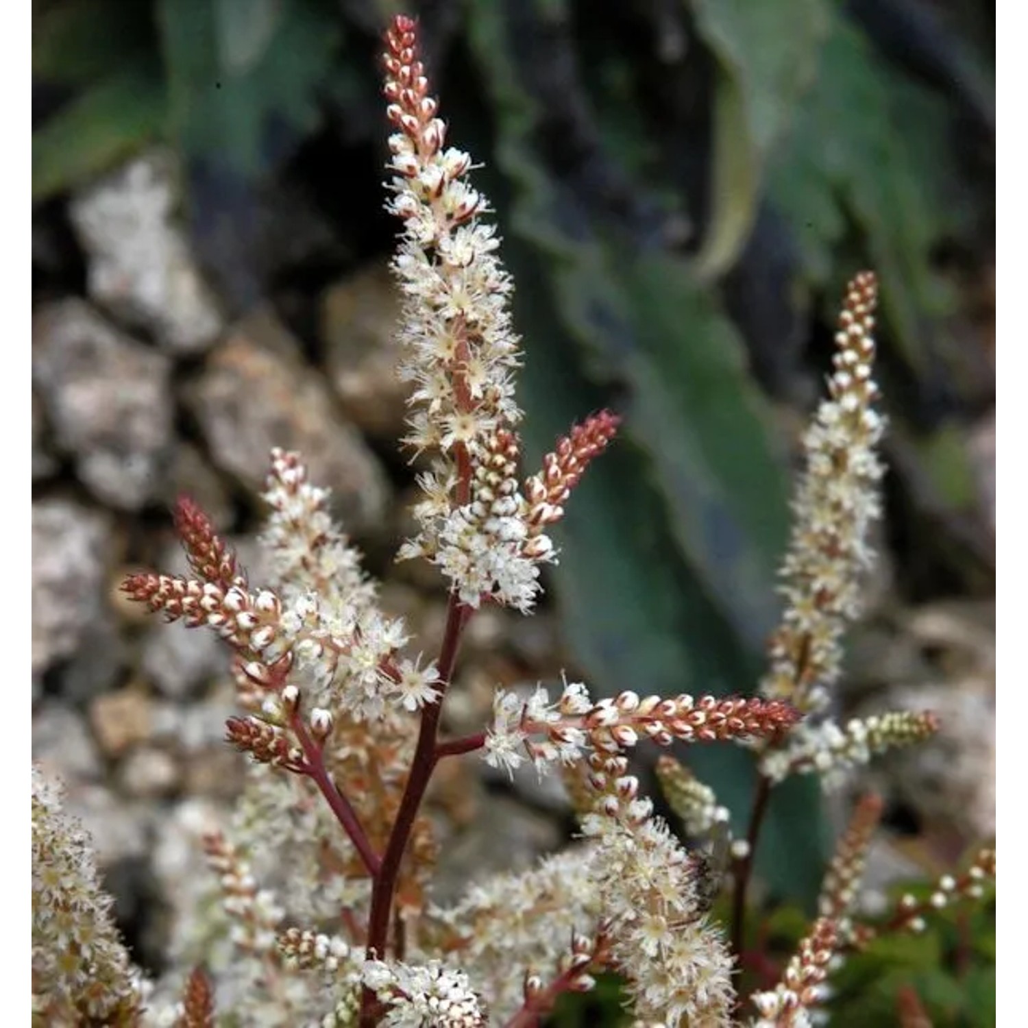 Geißbart - Aruncus aethusifolius