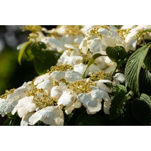 Nahaufnahme: Blühender Japanischer Schneeball 'Pink Beauty' mit weißen Blüten.