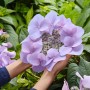 Nahaufnahme einer blauen Hortensie Bloombuster von GROW by OBI in Händen.
