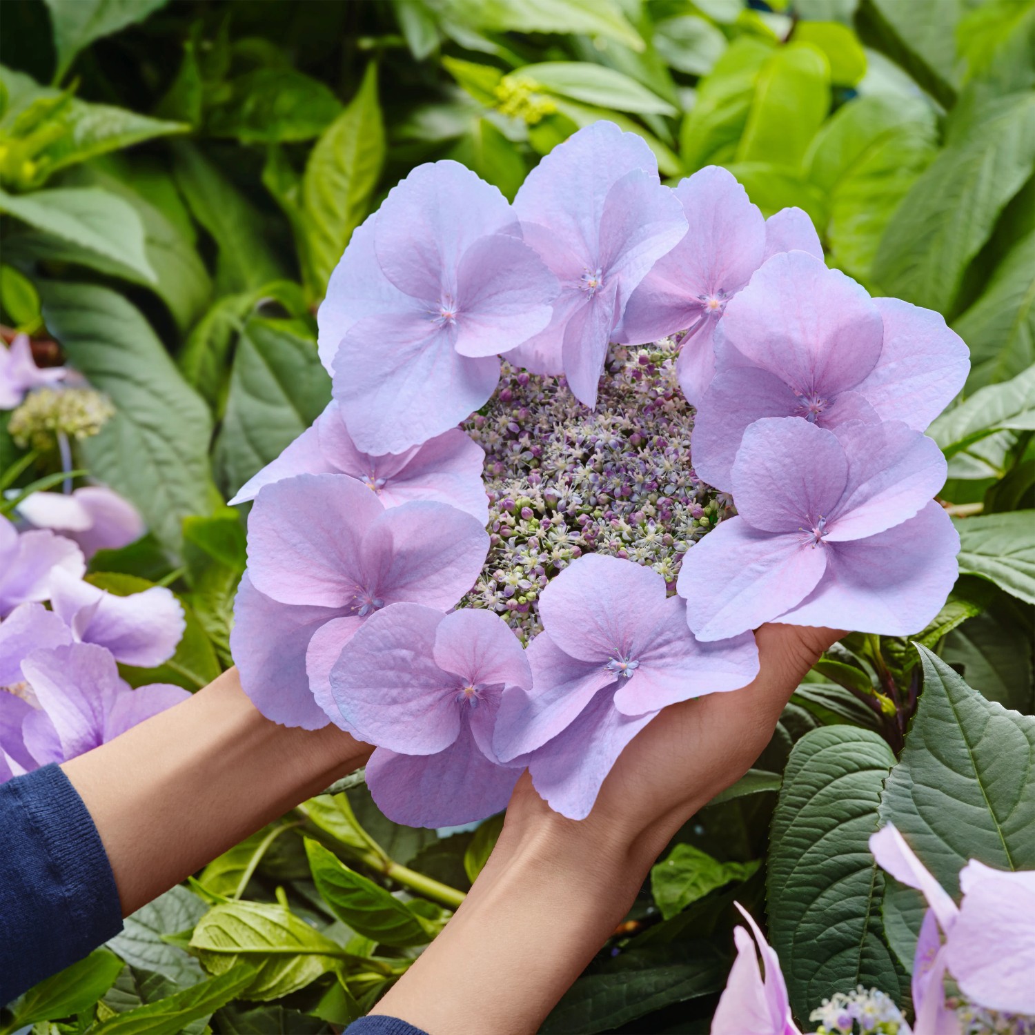 Nahaufnahme einer blauen Hortensie Bloombuster von GROW by OBI in Händen.