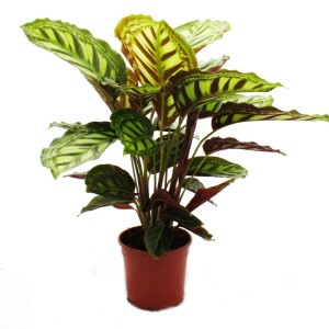 Exotenherz Calathea Roseapicta mit auffälligem Blattmuster im 14cm Topf, ca. 50cm hoch.