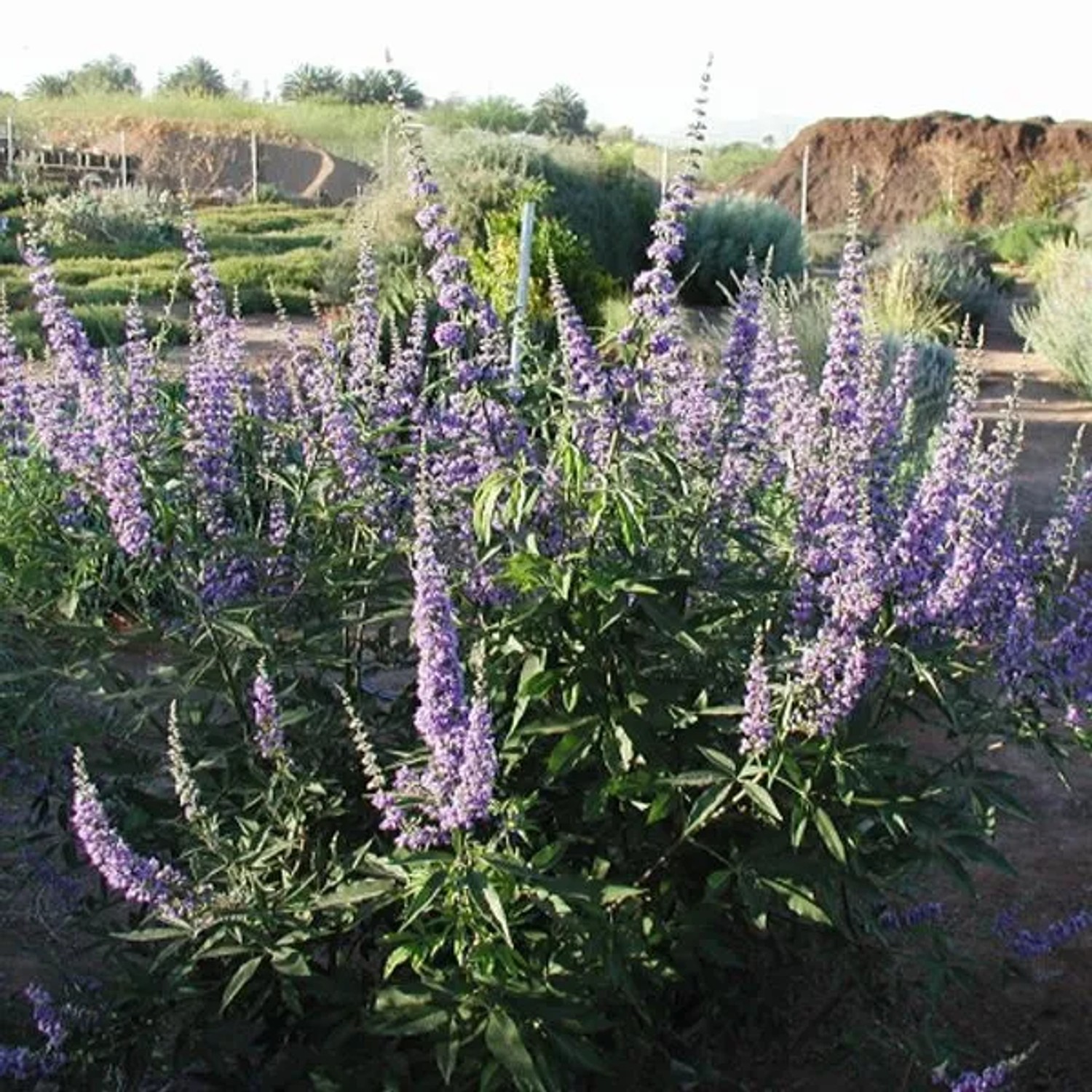 Mönchspfeffer Vitex agnus-castus 30 bis 40 cm im Container Blauviolette Blüten