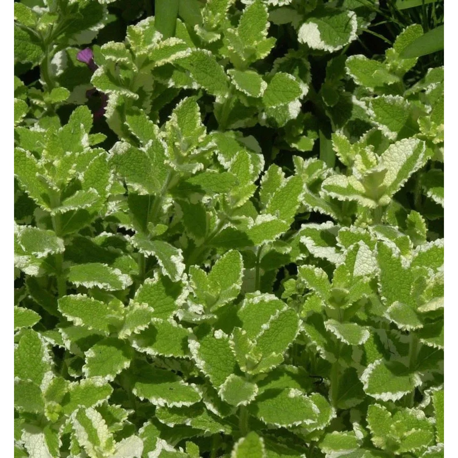 Ananasminze - Mentha suaveolens