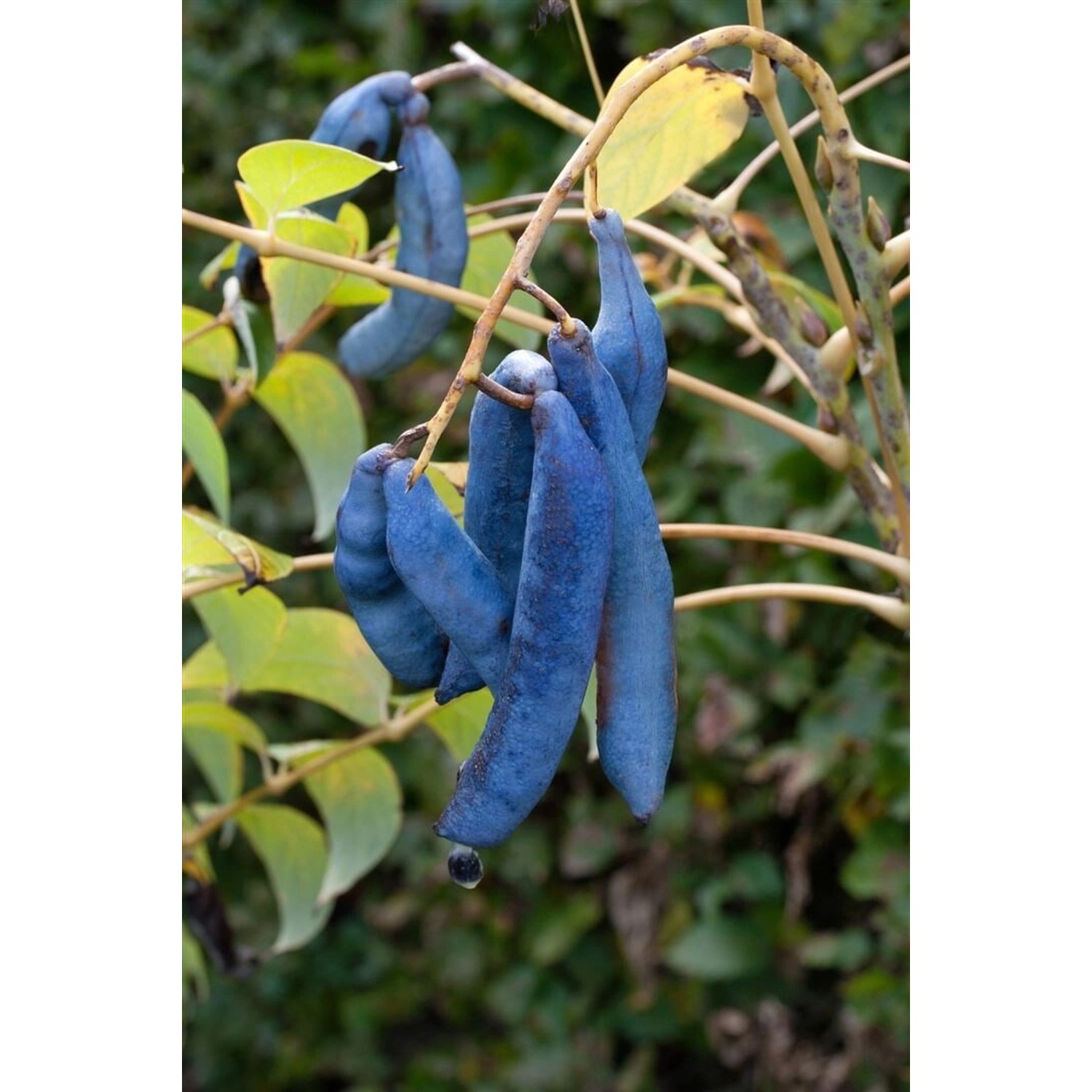 Decaisnea Fargesii Blaugurkenbaum Exotisch 150–200 cm günstig online kaufen