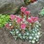 Blühende Spinnwebhauswurz 'Rheinkiesel' im Steingarten, rosa Blüten, grüne Rosetten, 9x9 cm Topf.