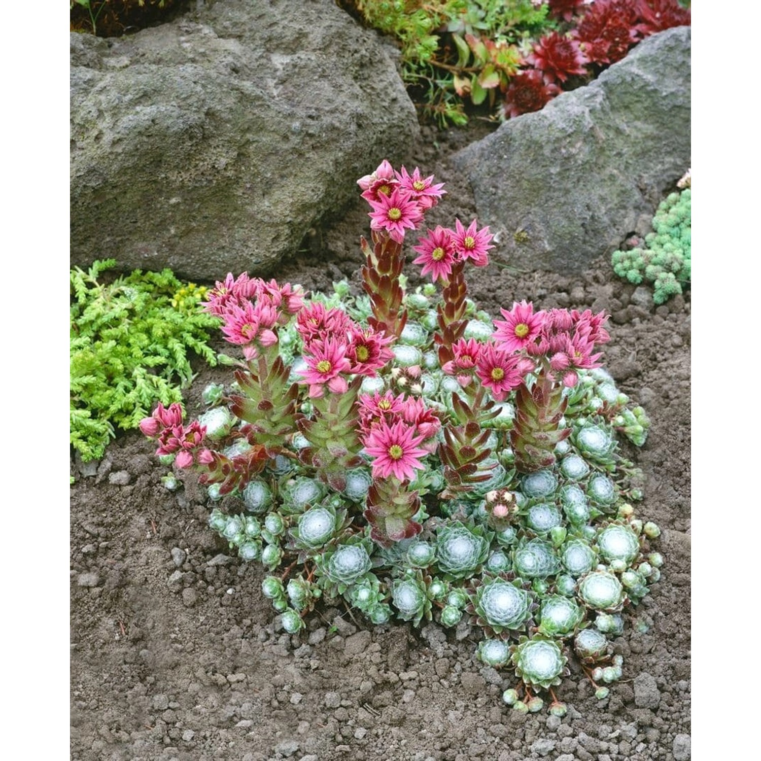 Sempervivum Arachn. Rheinkiesel Spinnwebhauswurz Ca. 9x9 cm Topf günstig online kaufen