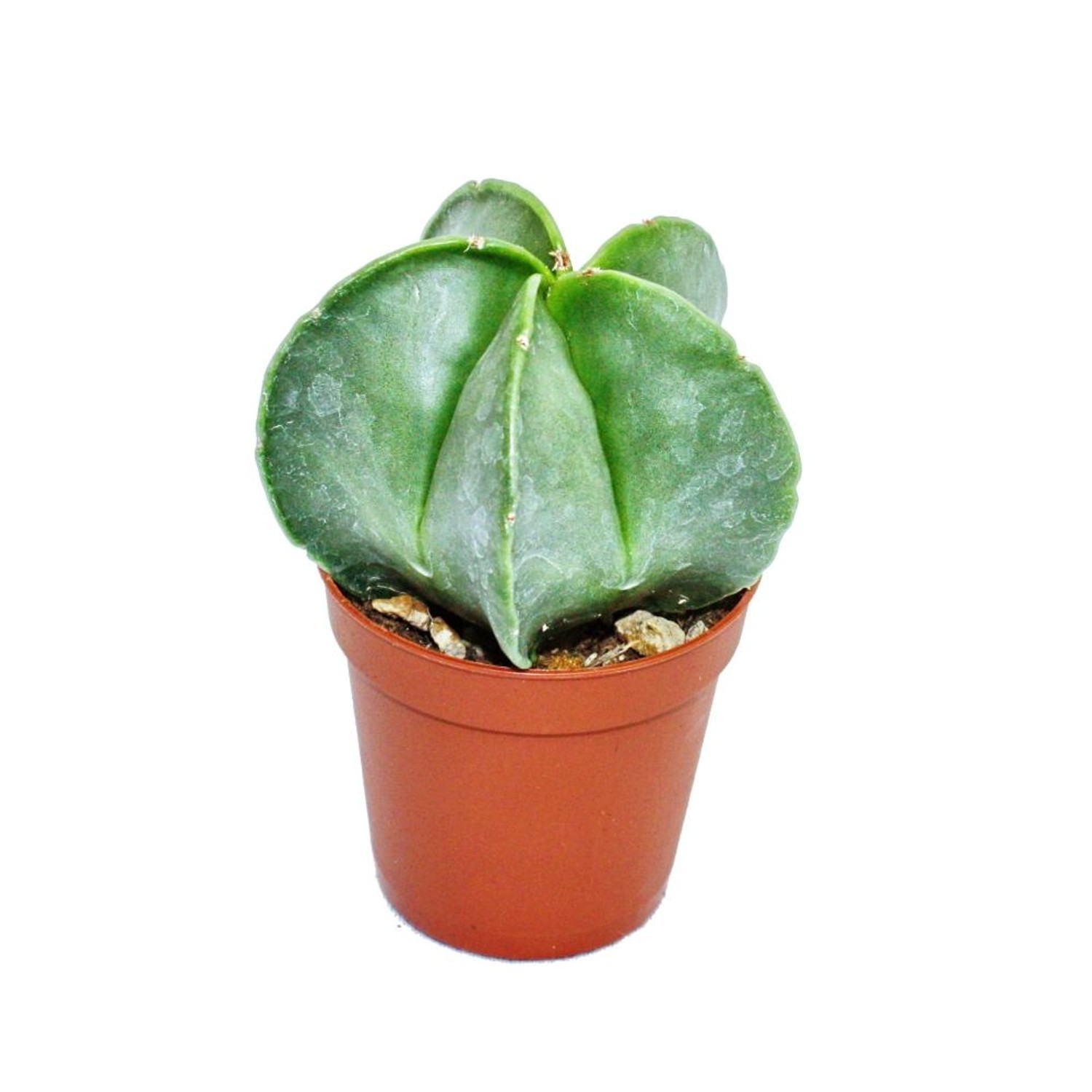 Exotenherz Astrophytum Myriostigma Bischofsmütze 8,5cm Topf günstig online kaufen