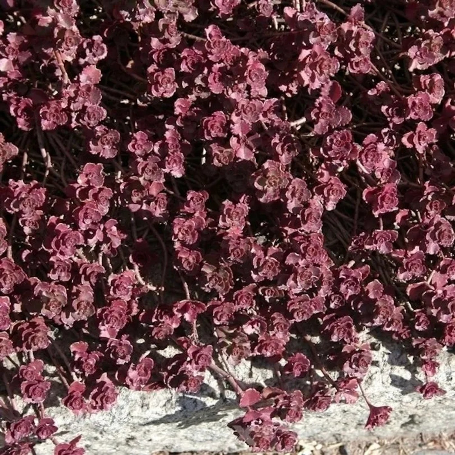 Kaukasus Asienfetthenne Purpurteppich - Sedum spurium