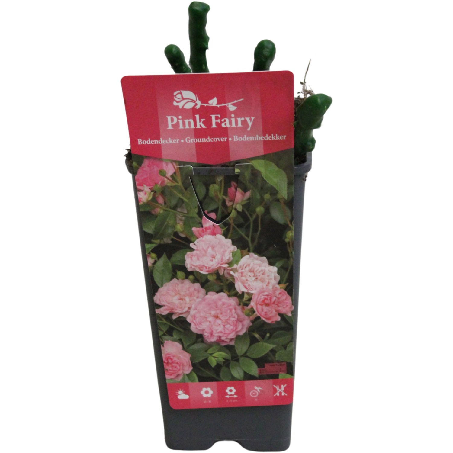 BodendeckerRosen Pink TopfØ ca. 17 cm Rosa Hybride kaufen bei OBI