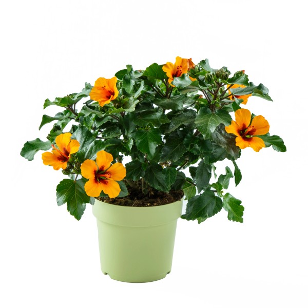 Hibiskus kaufen bei OBI