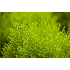 Goldgelbe Thuja 'Aurea Nana', eine kompakte Heckenpflanze für sonnige Standorte.