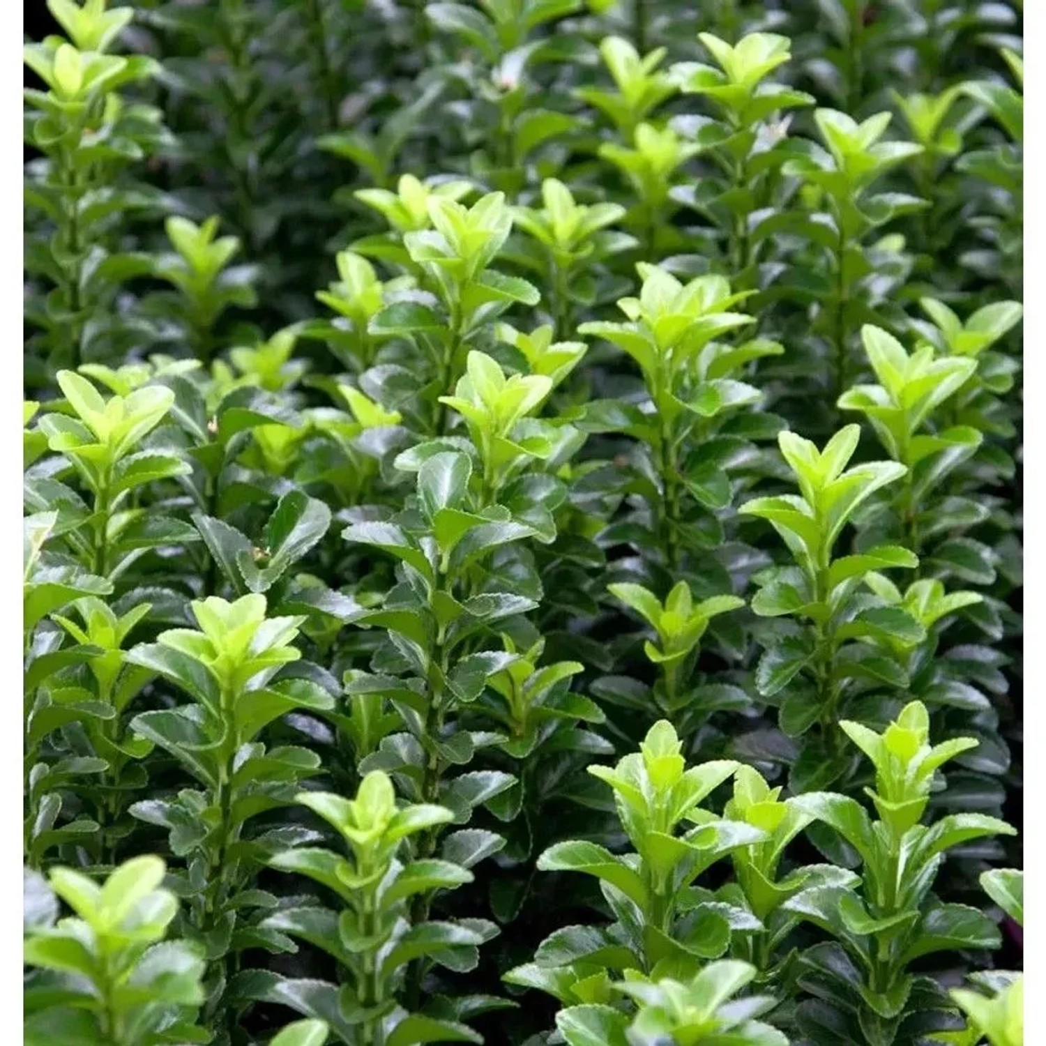 Kriechspindel Green Empire 10-15cm - Euonymus japonicus