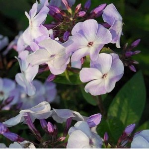 Violette Flammenblume (Phlox Paniculata) mit zarten Blüten im Detail.