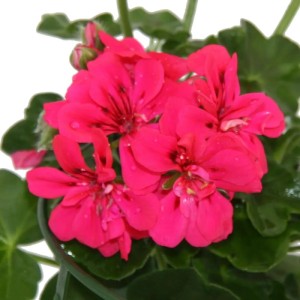Hängende, pinke Exotenherz Geranien (Pelargonium peltatum) im 12cm Topf, 6er Set.