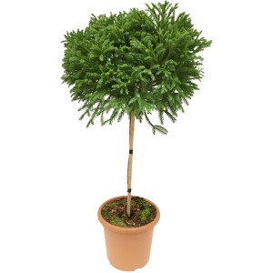 Sicheltanne Globosa Nana als Formgehölz im Topf, ca. 60 cm hoch.