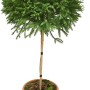 Sicheltanne Globosa Nana als Formgehölz im Topf, ca. 60 cm hoch.