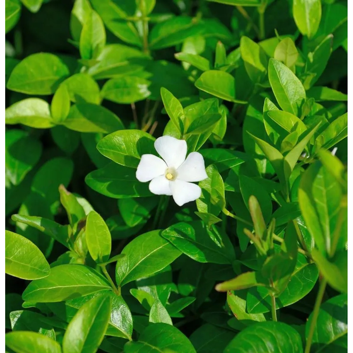 Kleinblättriges Immergrün White Power - Vinca minor