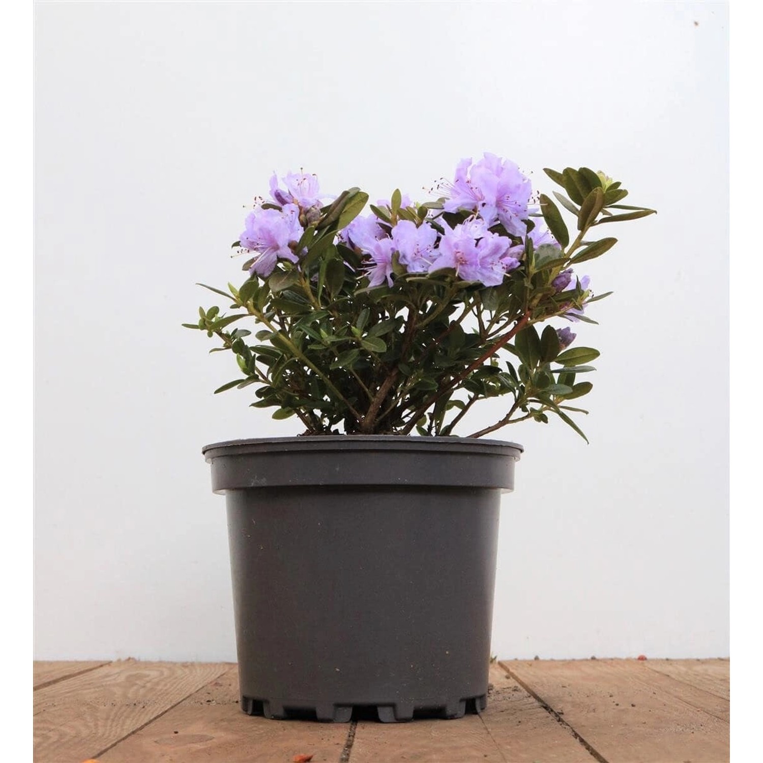 Rhododendron Russatum Purple Pillow Lila Blüten 10–15 cm günstig online kaufen