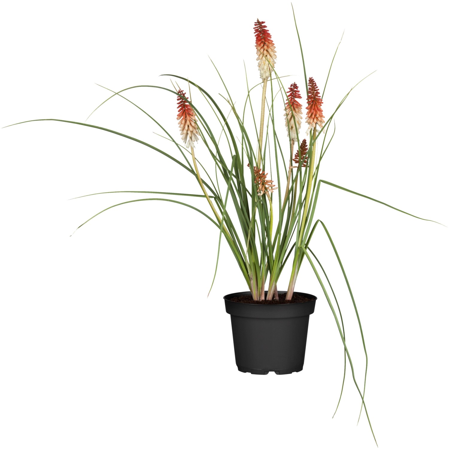 Garten-Fackellilie Orange Topf-Ø ca. 9 cm x 9 cm Kniphofia günstig online kaufen