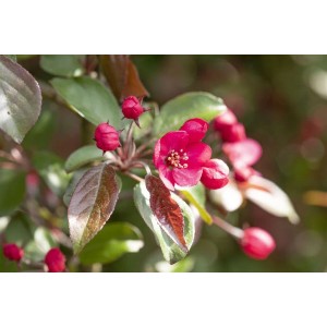 Nahaufnahme: Rosa Blüten und Knospen des Zierapfels Malus Rudolph. Hausbaum für Garten und Kübel.