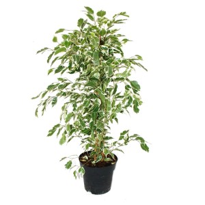 Ficus Benjamini 'Twighlight' im Topf, eine exotische Zimmerpflanze mit grün-cremefarbenen Blättern.