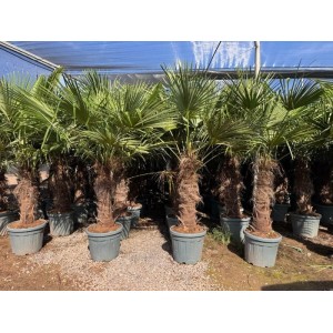 Mehrere Chinesische Fächerpalmen (Trachycarpus fortunei) im Topf, ca. 240cm hoch.