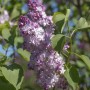 Nahaufnahme des lila Flieder Michel Buchner (Syringa Vulgaris) mit grünen Blättern.
