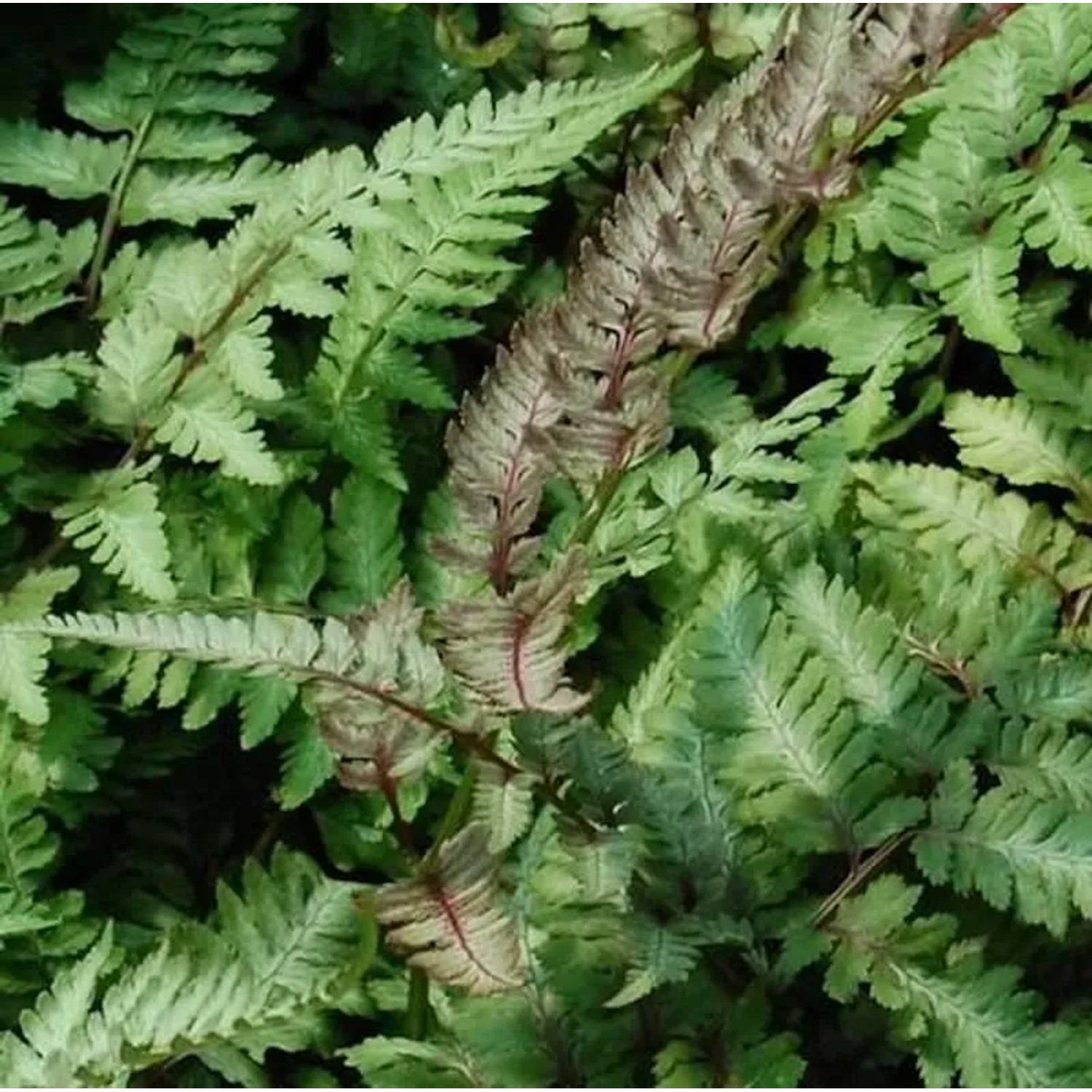 Regenbogenfarn Ursulas Red - Athyrium niponicum