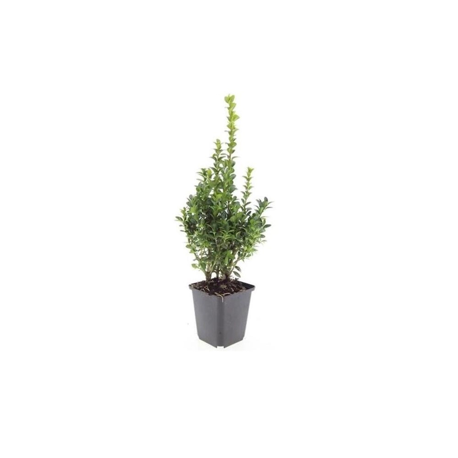 Exotenherz Buchsbaum Heckenpflanze Buxus Sempervirens 9cm Topf Set für 6 Pf günstig online kaufen