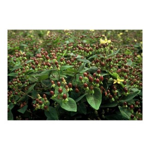 Bodendecker Johanniskraut 'Rheingold' mit roten Beeren und grünen Blättern im 9cm Topf (40er Set).