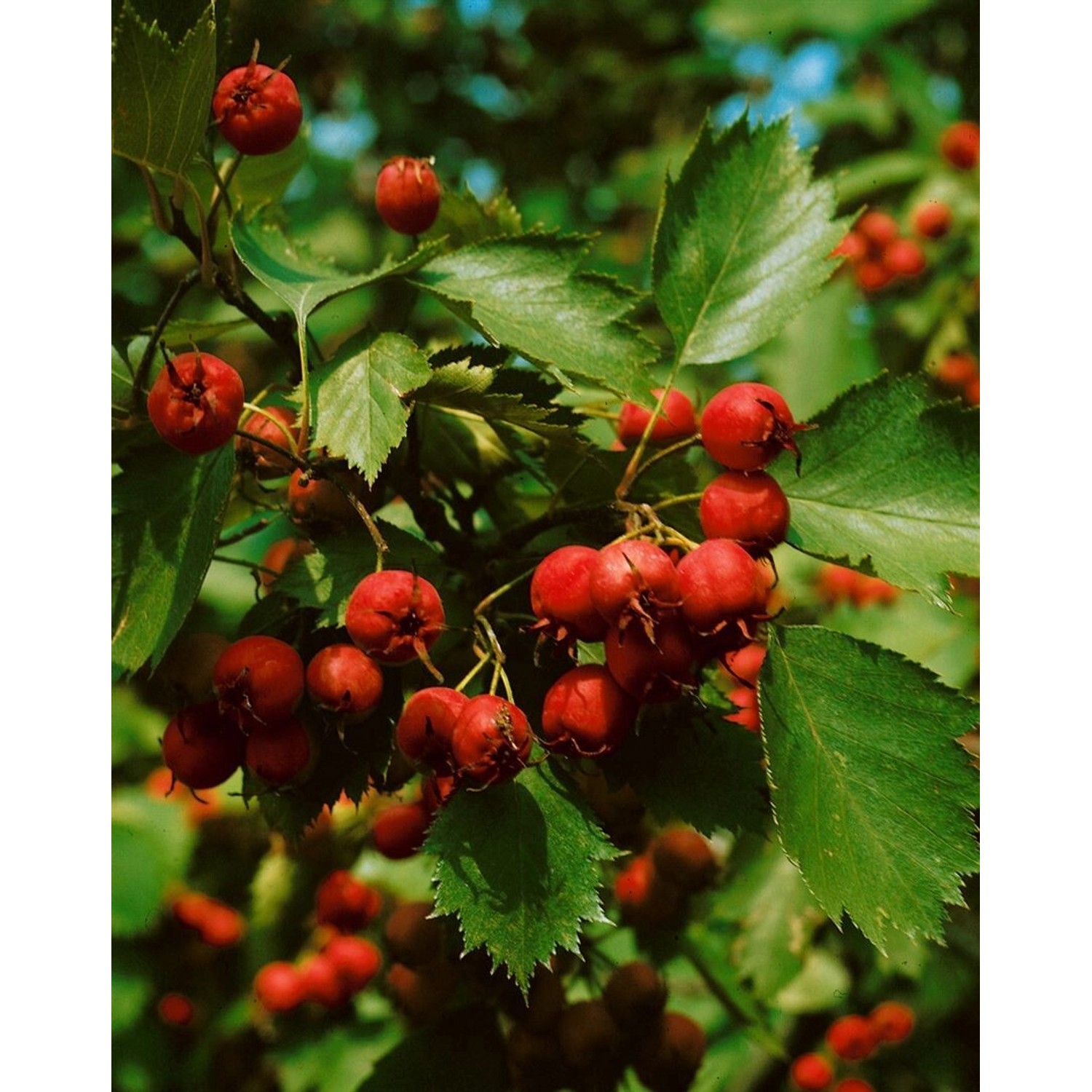 Crataegus Coccinea Scharlachdorn 150–200 cm Dekorative Früchte günstig online kaufen