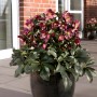 Christrose Ice N'Roses Rot im Topf, winterharte Helleborus niger mit schalenförmigen Blüten.